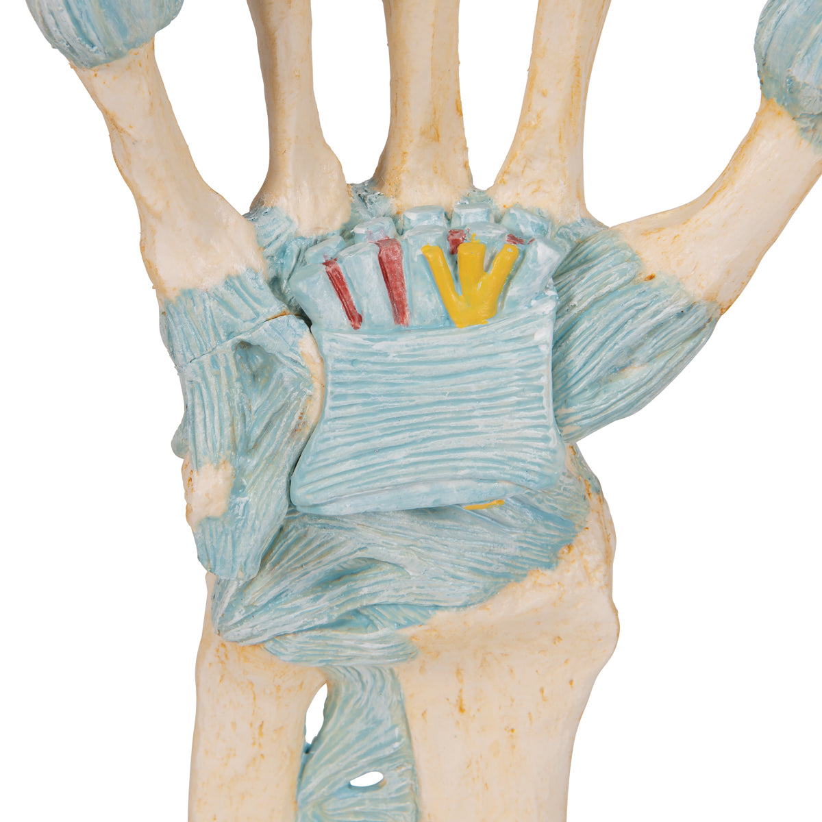Hand Skeleton Model with Ligaments and Carpal Tunnel, 3-part - 3B Scientific M33, view 14