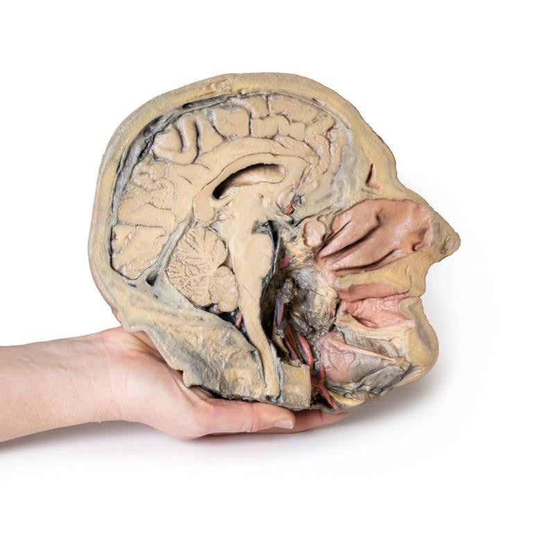 Median Section through head sagittal section of head with deep dissection 3D Replica MP1105 | Erler-Zimmer | Candent 2