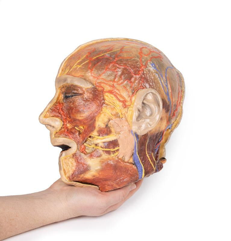 Superficial Facial nerves & Parotid Gland 3D Replica MP1109 | Erler-Zimmer | Candent 4