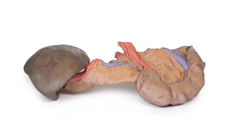 Spleen and pancreas 3D Replica MP1135 | Erler-Zimmer | Candent