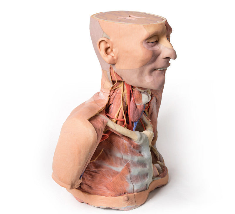 Head Neck Shoulder with Angiosomes - 3D Printed Cadaver