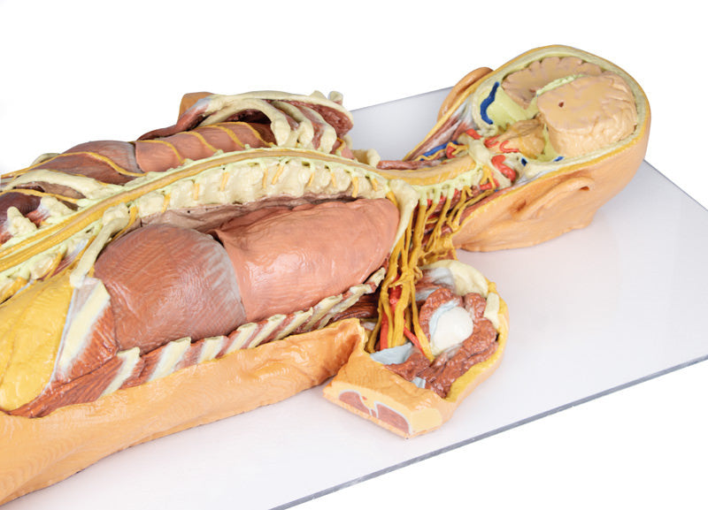Nervous System Dissection (posterior view) - 3D Printed Cadaver