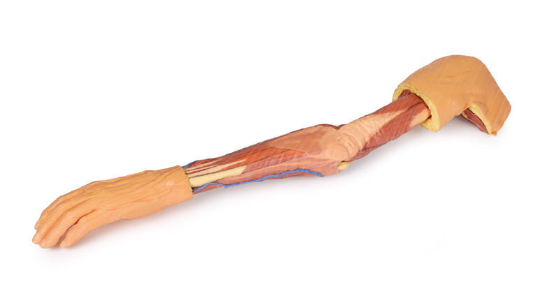 Upper Limb - 3D Printed Cadaver