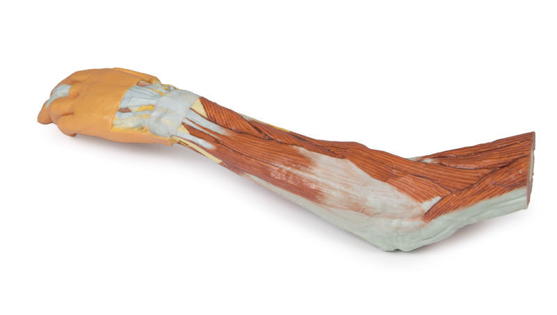 3D Anatomy Series | Upper Limb - elbow, forearm and hand - MP1510