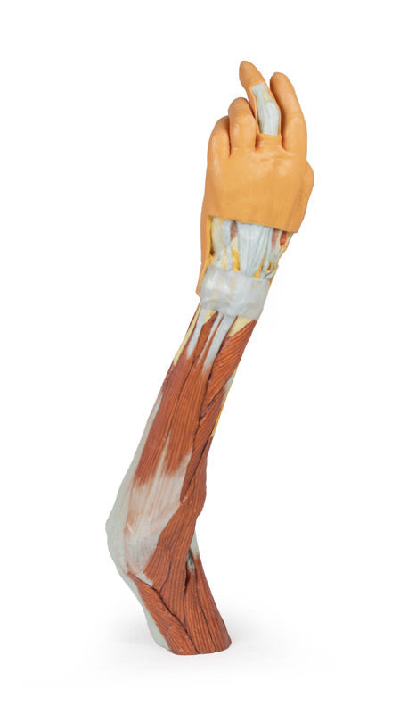 3D Anatomy Series | Upper Limb - elbow, forearm and hand - MP1510