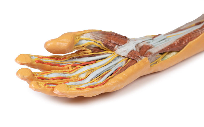 Forearm and Hand - superficial and deep dissection - 3D Printed Cadaver