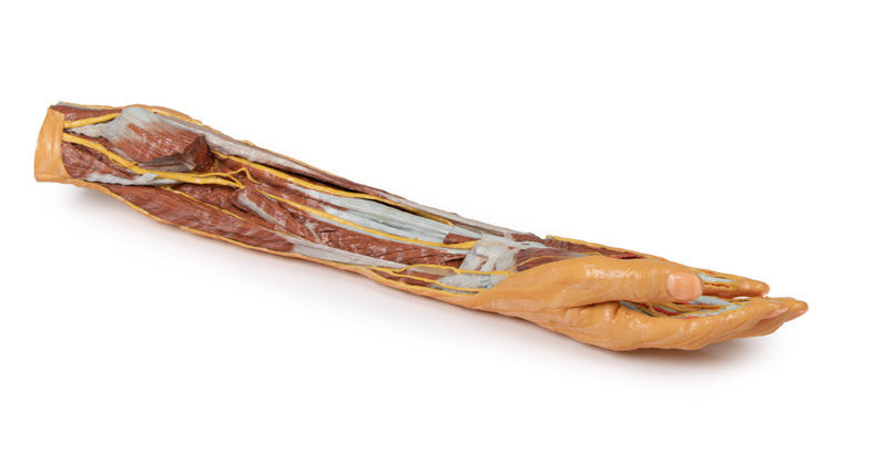 Forearm and Hand - superficial and deep dissection - 3D Printed Cadaver