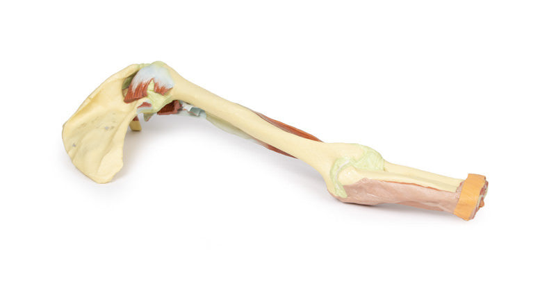 Upper Limb - biceps, bones and ligaments - 3D Printed Cadaver