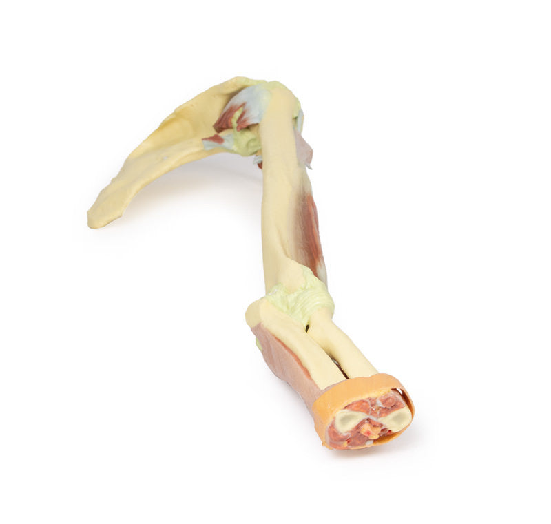 Upper Limb - biceps, bones and ligaments - 3D Printed Cadaver
