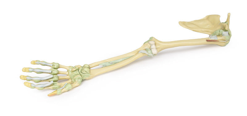 Upper Limb Ligaments - 3D Printed Cadaver