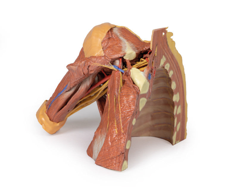 Right thoracic wall, axilla, and the root of the neck - 3D Printed Cadaver