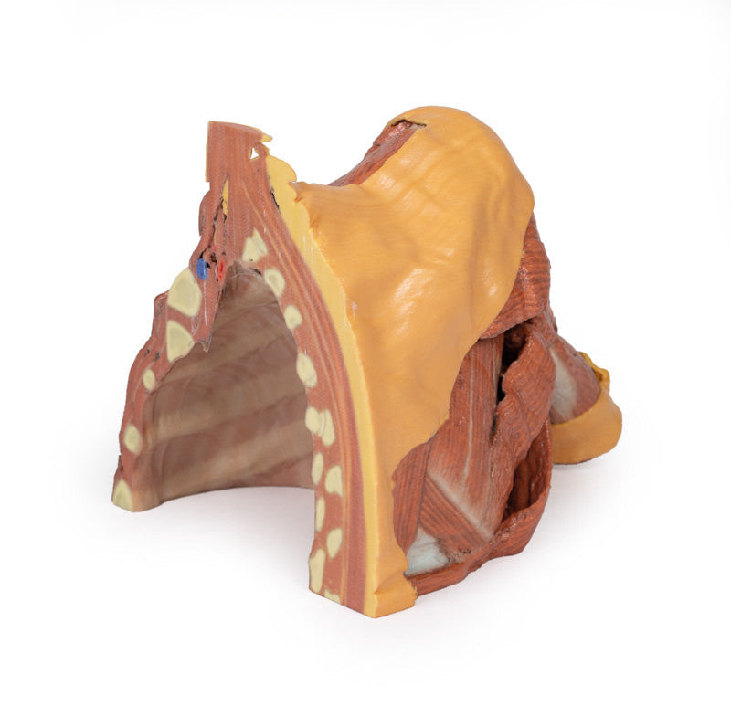 Right thoracic wall, axilla, and the root of the neck - 3D Printed Cadaver