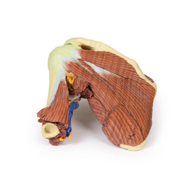 Shoulder - deep dissection of the left shoulder joint, musculature, and associated nerves and vessels - 3D Printed Cadaver