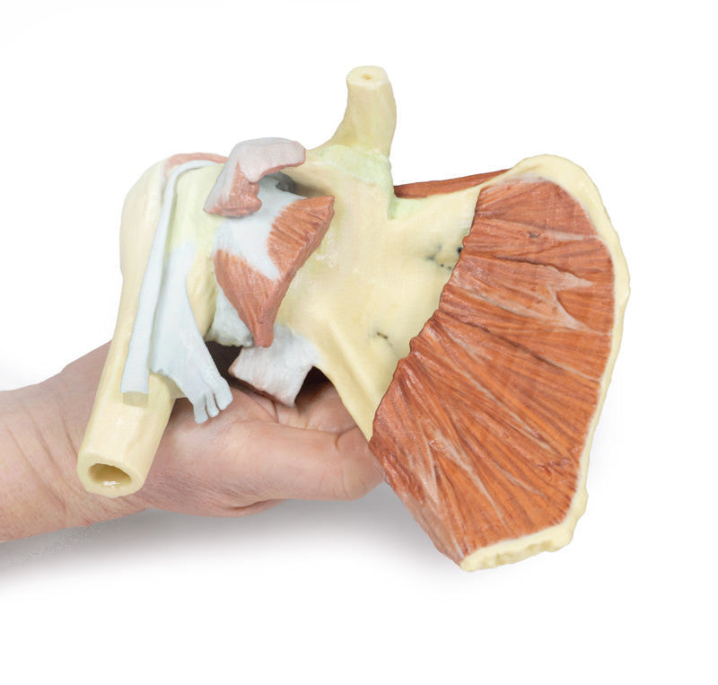 Shoulder - deep dissection of a right shoulder girdle, preserving a complete scapula, lateral clavicle, and proximal humerus - 3D Printed Cadaver