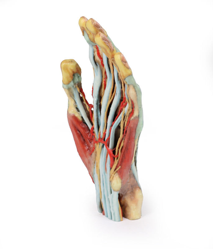 Hand Anatomy - 3D Printed Cadaver