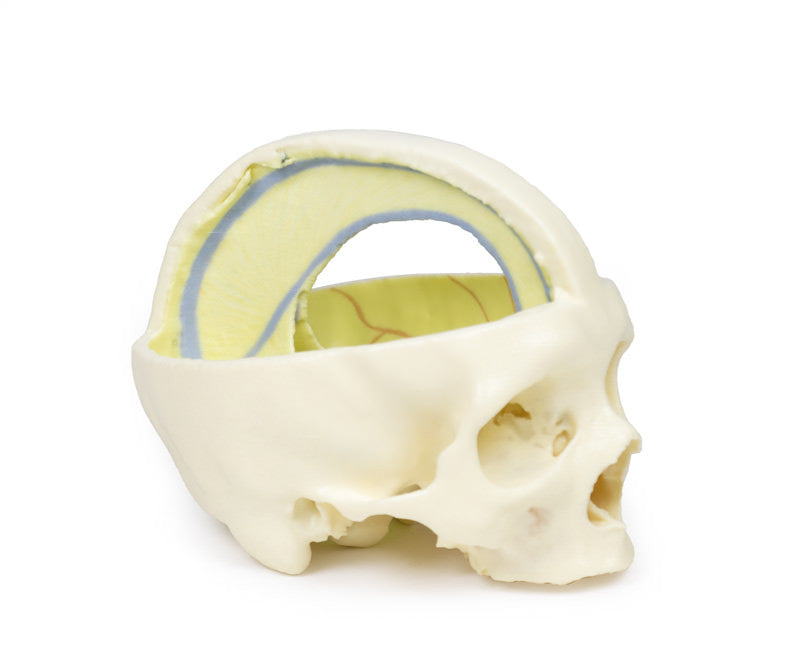 Dural Skull - 3D Printed Cadaver