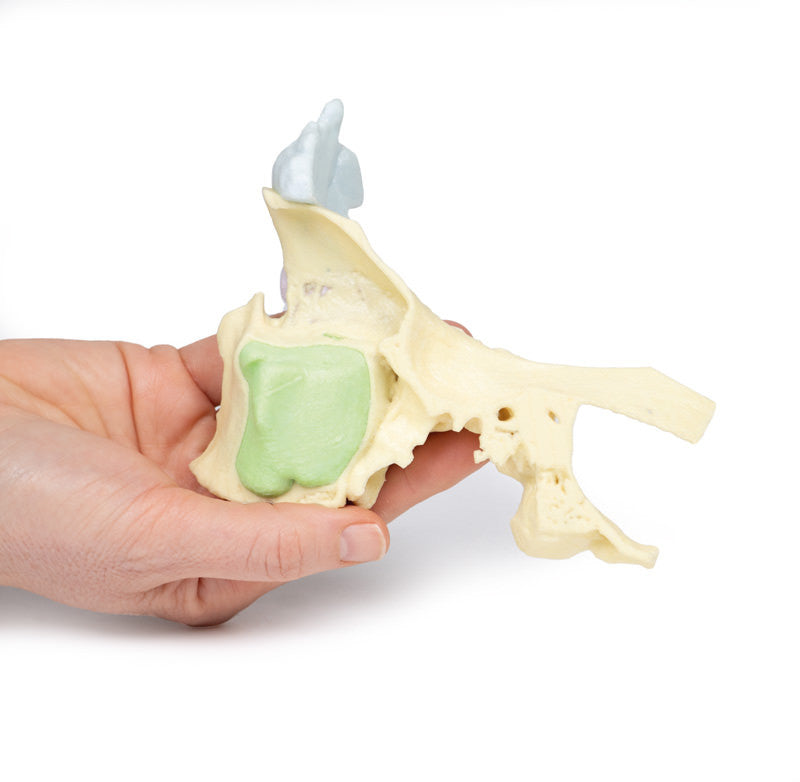 Paranasal Sinus model - 3D Printed Cadaver