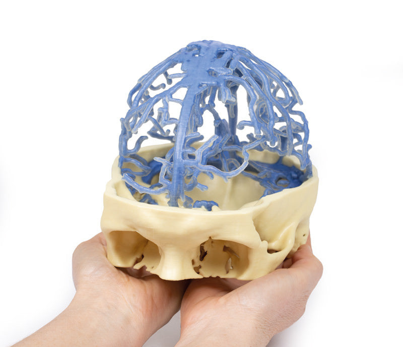 Venous Circulation | 3D Printed Cadaver