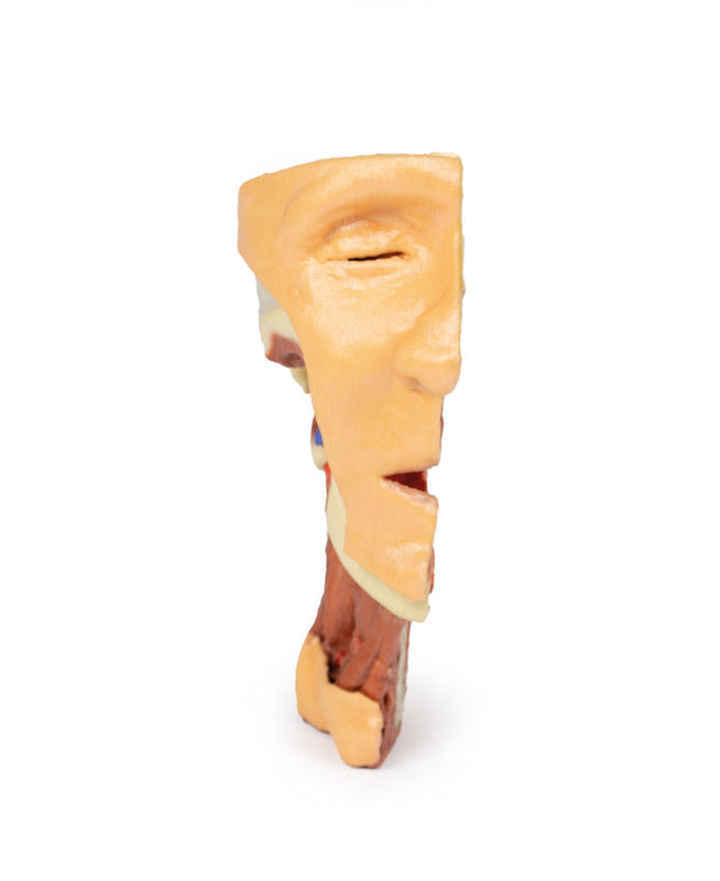 Deep face/Infratemporal fossa - 3D Printed Cadaver