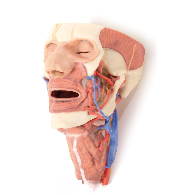 Head and visceral column of the neck - 3D Printed Cadaver