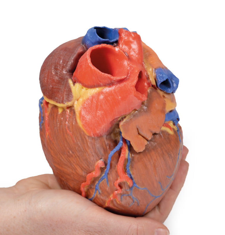 Heart Replica - 3D Printed Cadaver