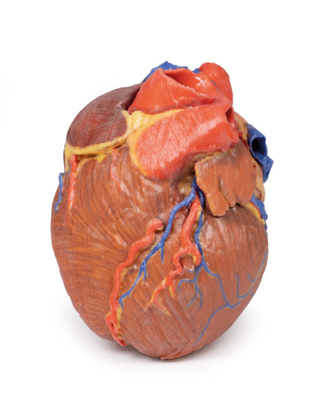 Heart Replica - 3D Printed Cadaver