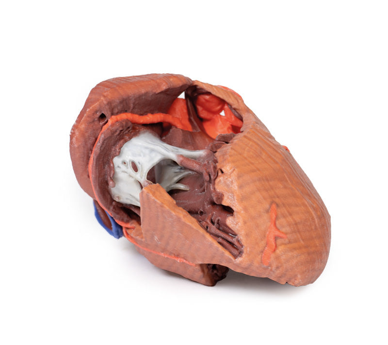 Heart internal structures - 3D Printed Cadaver
