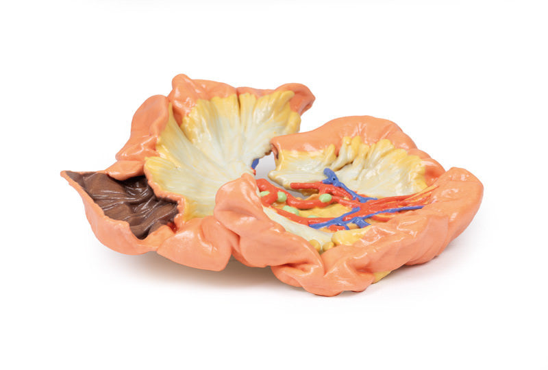 Bowel - Portion of Jejenum - 3D Printed Cadaver