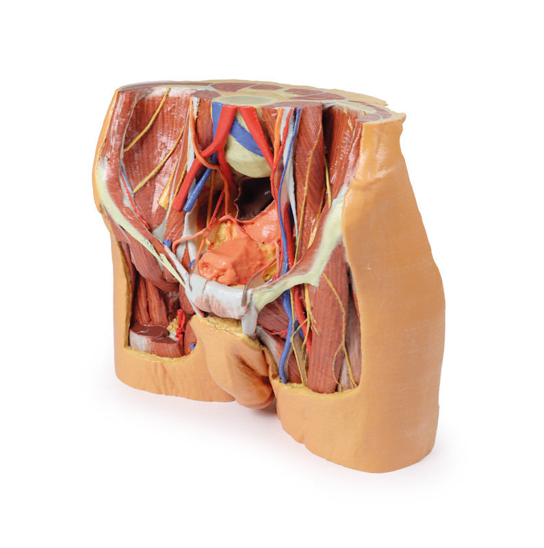 Male Pelvis Replica - 3D Printed Cadaver