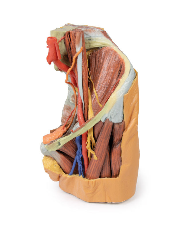 Female left pelvis and proximal thigh - 3D Printed Cadaver