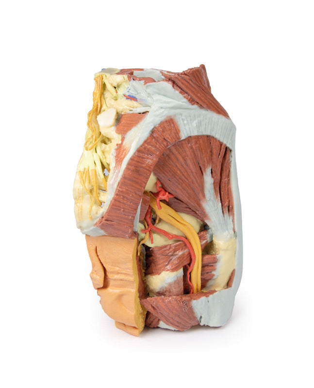 Female right pelvis - 3D Printed Cadaver