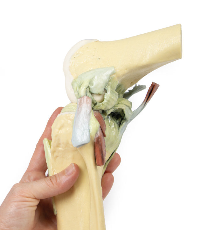 Knee Joint - 3D Printed Cadaver