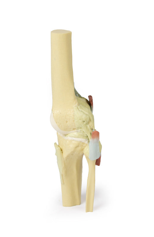 Knee Joint extended - 3D Printed Cadaver