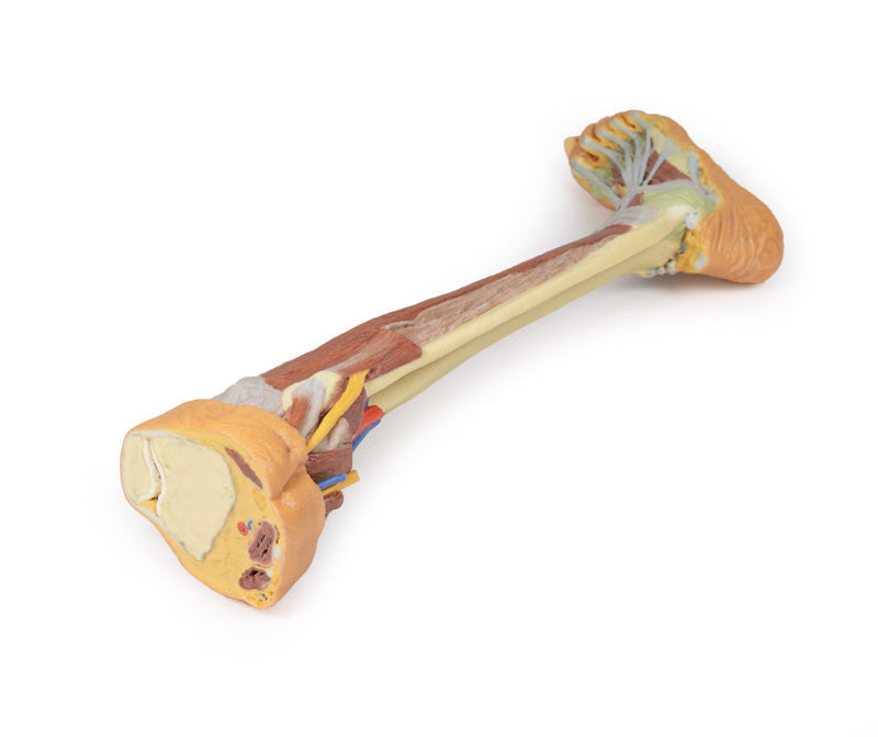 Lower Limb - deep dissection - 3D Printed Cadaver