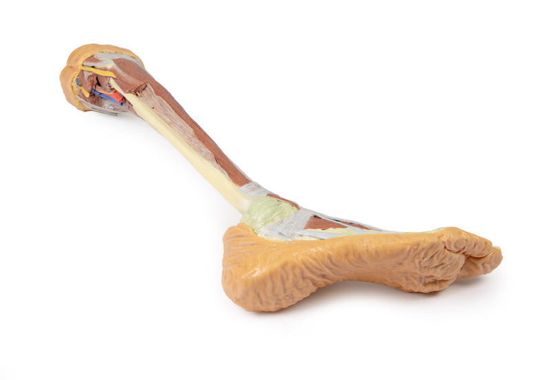 Lower Limb - deep dissection - 3D Printed Cadaver