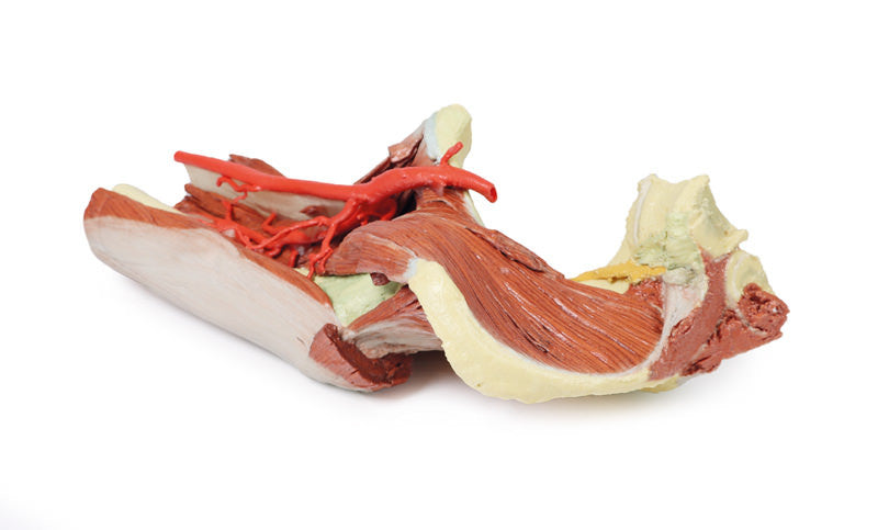 Lower Limb - deep dissection of a left pelvis and thigh - 3D Printed Cadaver