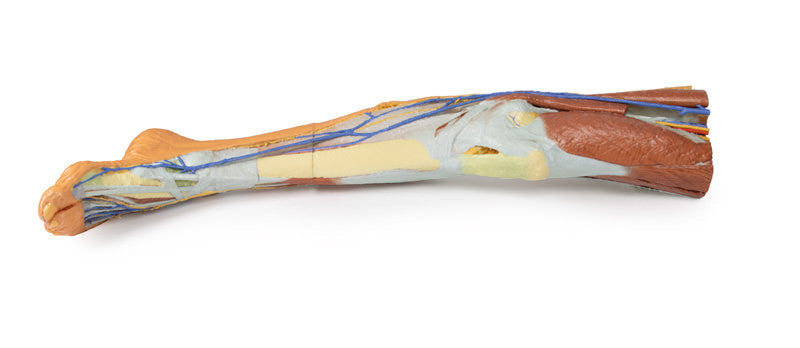 Lower limb - superficial dissection - 3D Printed Cadaver