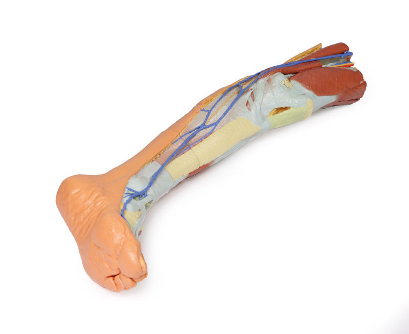 Lower limb - superficial dissection - 3D Printed Cadaver