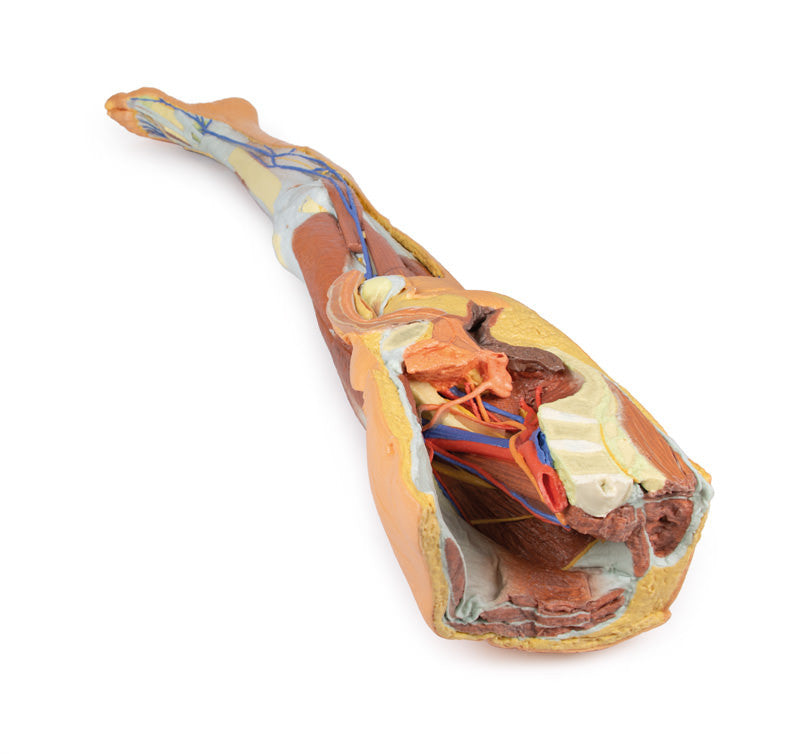 Lower limb - superficial dissection with male left pelvis - 3D Printed Cadaver