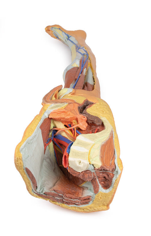 Lower limb - superficial dissection with male left pelvis - 3D Printed Cadaver