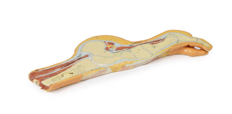 Foot - Parasagittal cross-section - 3D Printed Cadaver