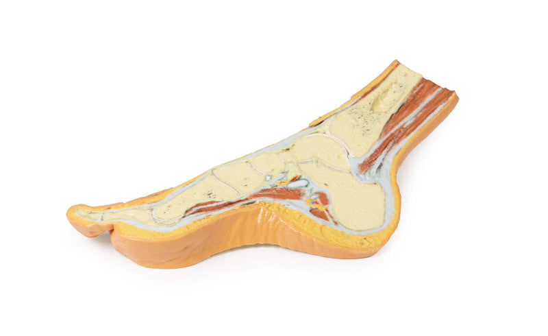 Foot - Parasagittal cross-section - 3D Printed Cadaver
