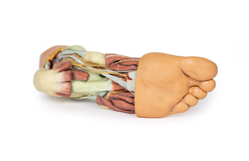 Foot - Structures of the plantar surface - 3D Printed Cadaver