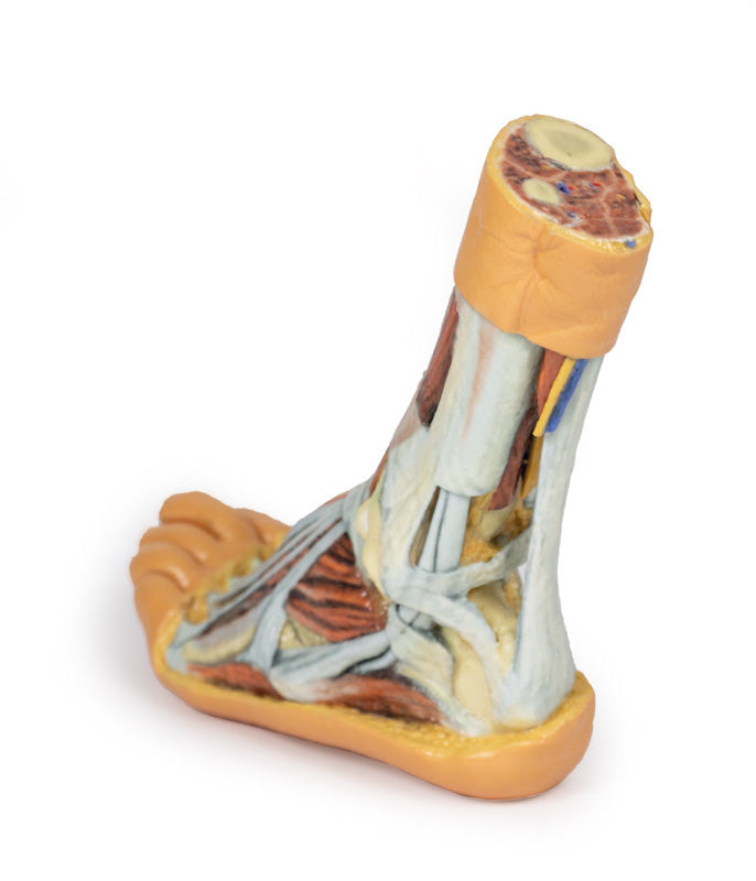 Foot - Superficial and deep dissection of distal leg and foot - 3D Printed Cadaver