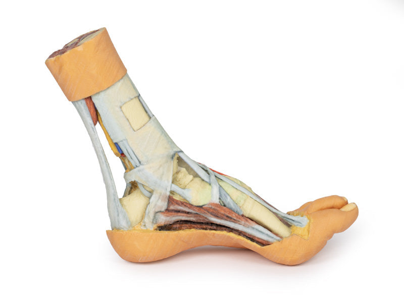 Foot - Superficial and deep dissection of distal leg and foot - 3D Printed Cadaver