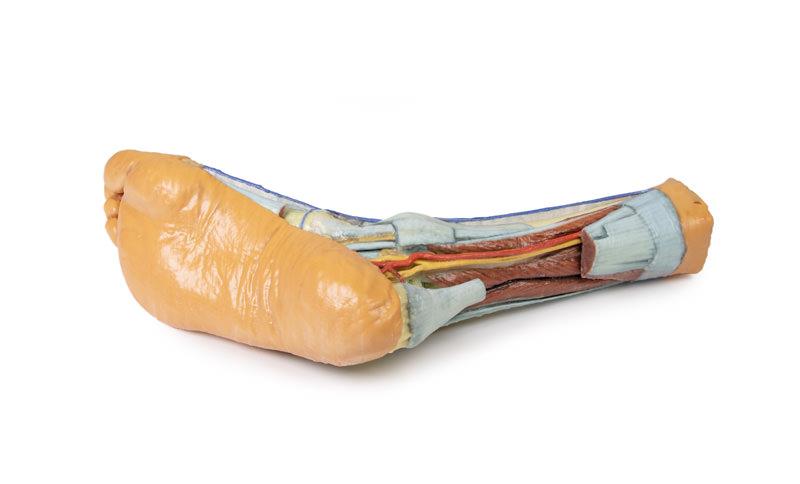 Foot - Superficial and deep structures of the distal leg and foot