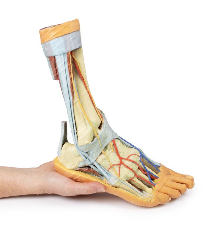 Foot - Superficial and deep structures of the distal leg and foot