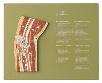 Section through the Elbow