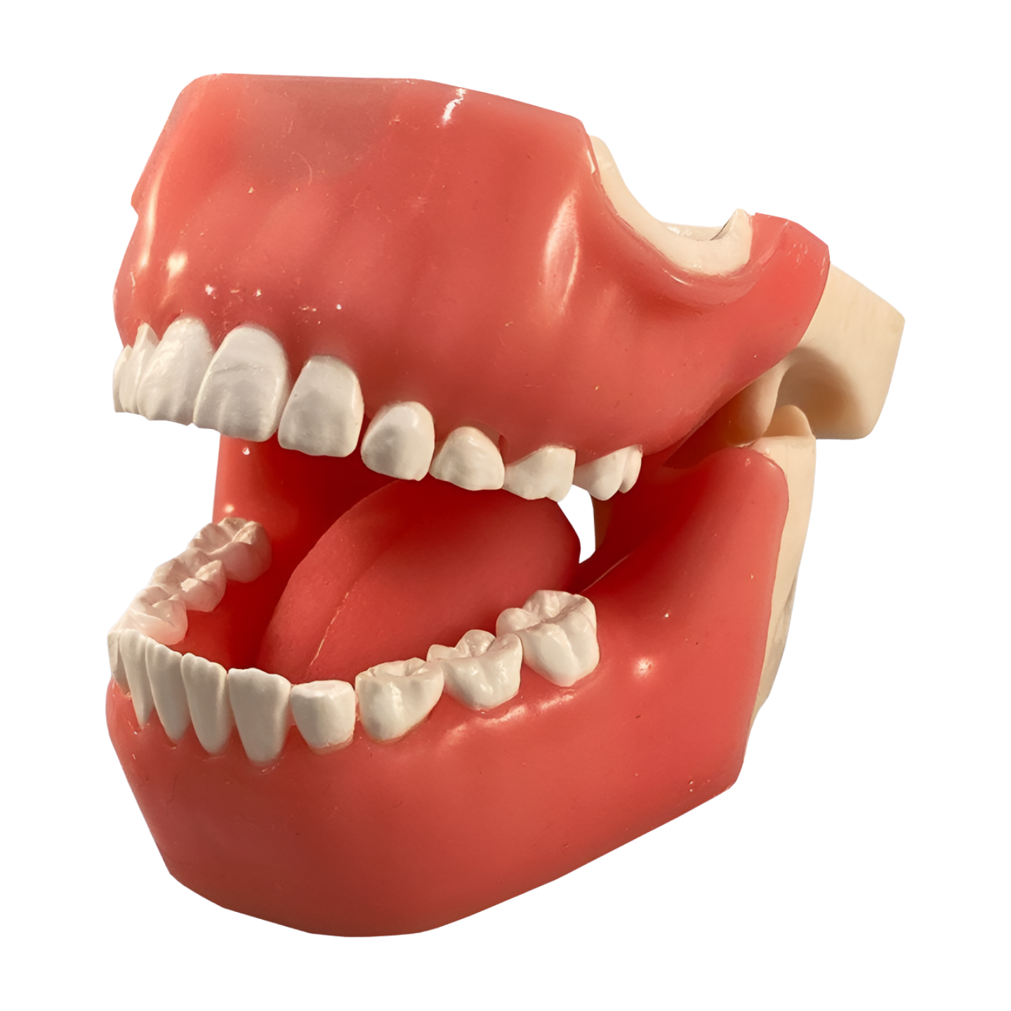 Pediatric Radiology Manikin