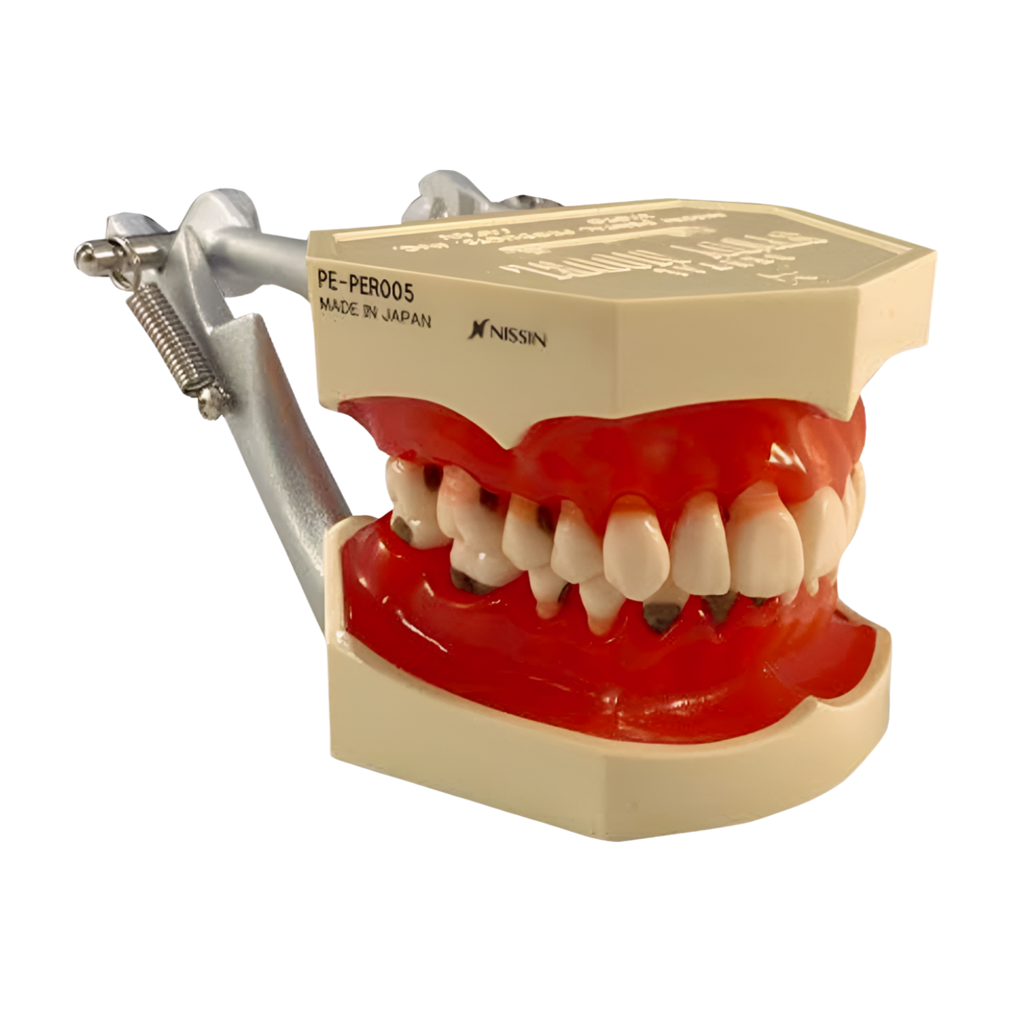 P2D-001 periodontal hard-tissue model, healthy gingivae side